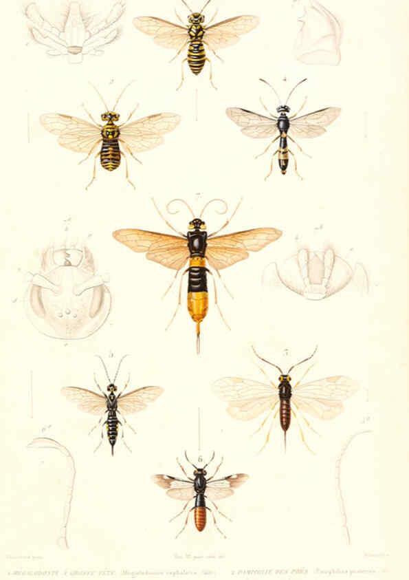 Reproducción/Reproduction 6299066606: Le règne animal distribué d'après son organisation. v.6-7. pt.2. Atlas Paris :Fortin, Masson et cie,[1836-49] 