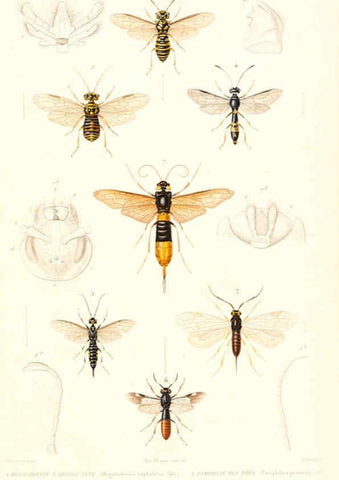 Reproducción/Reproduction 6299066606: Le règne animal distribué d'après son organisation. v.6-7. pt.2. Atlas Paris :Fortin, Masson et cie,[1836-49] 