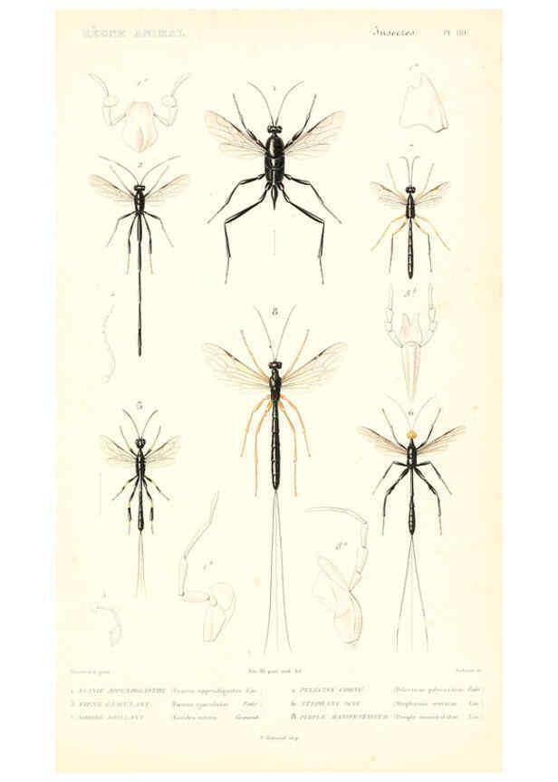 Reproducción/Reproduction 6299066940: Le règne animal distribué d'après son organisation. v.6-7. pt.2. Atlas Paris :Fortin, Masson et cie,[1836-49] 
