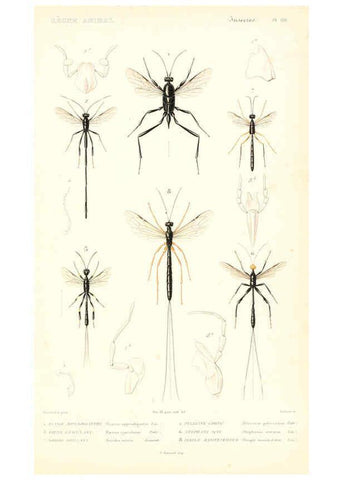 Reproducción/Reproduction 6299066940: Le règne animal distribué d'après son organisation. v.6-7. pt.2. Atlas Paris :Fortin, Masson et cie,[1836-49] 