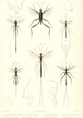 Reproducción/Reproduction 6299066940: Le règne animal distribué d'après son organisation. v.6-7. pt.2. Atlas Paris :Fortin, Masson et cie,[1836-49] 