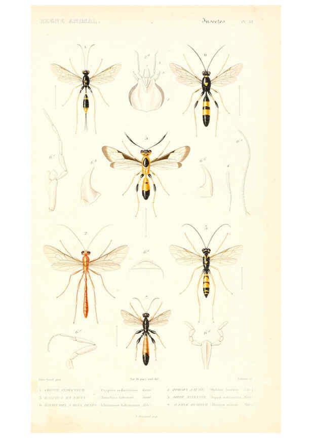 Reproducción/Reproduction 6298534833: Le règne animal distribué d'après son organisation. v.6-7. pt.2. Atlas Paris :Fortin, Masson et cie,[1836-49] 