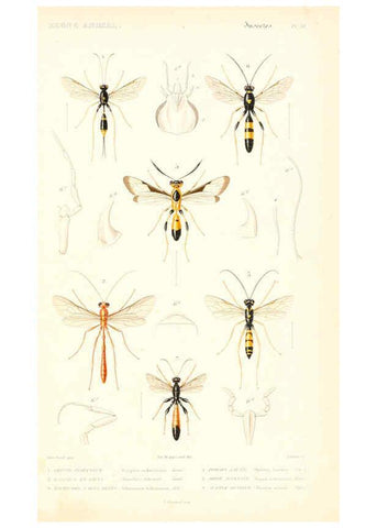 Reproducción/Reproduction 6298534833: Le règne animal distribué d'après son organisation. v.6-7. pt.2. Atlas Paris :Fortin, Masson et cie,[1836-49] 