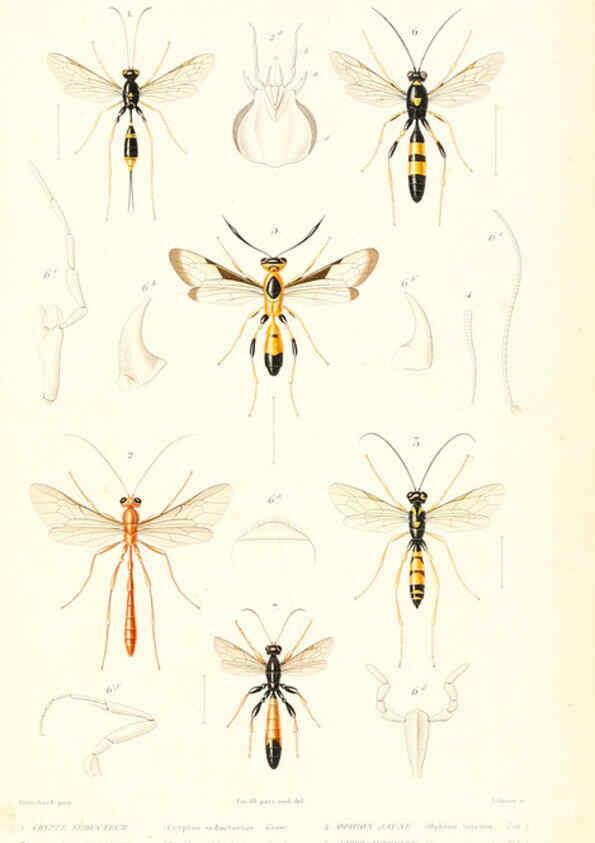 Reproducción/Reproduction 6298534833: Le règne animal distribué d'après son organisation. v.6-7. pt.2. Atlas Paris :Fortin, Masson et cie,[1836-49] 