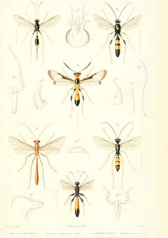 Reproducción/Reproduction 6298534833: Le règne animal distribué d'après son organisation. v.6-7. pt.2. Atlas Paris :Fortin, Masson et cie,[1836-49] 