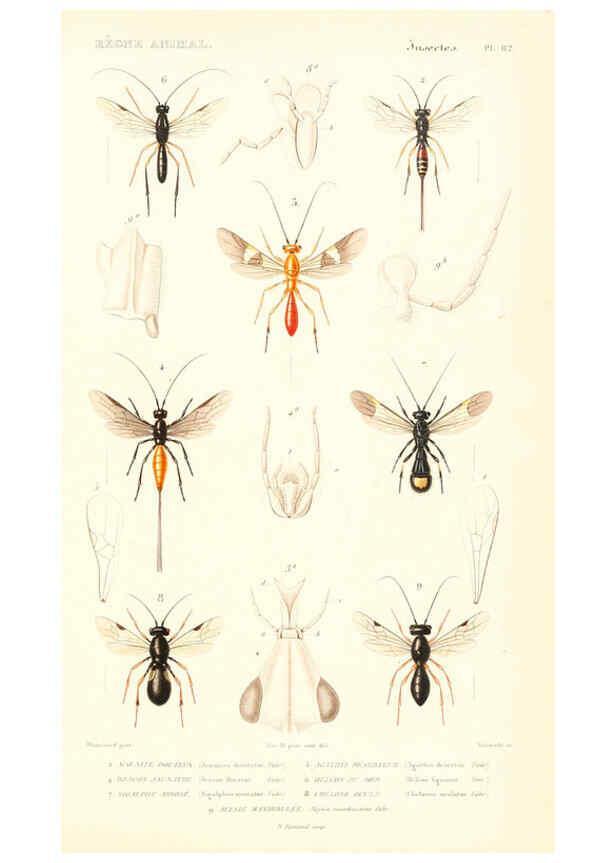 Reproducción/Reproduction 6298535159: Le règne animal distribué d'après son organisation. v.6-7. pt.2. Atlas Paris :Fortin, Masson et cie,[1836-49] 