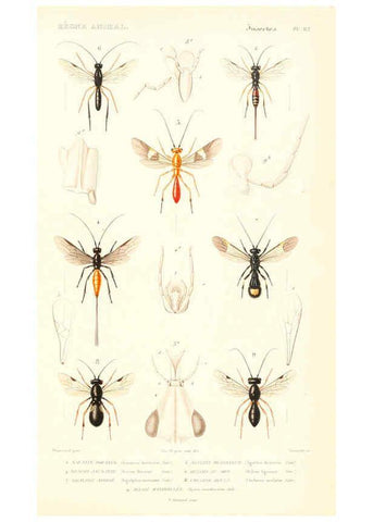 Reproducción/Reproduction 6298535159: Le règne animal distribué d'après son organisation. v.6-7. pt.2. Atlas Paris :Fortin, Masson et cie,[1836-49] 