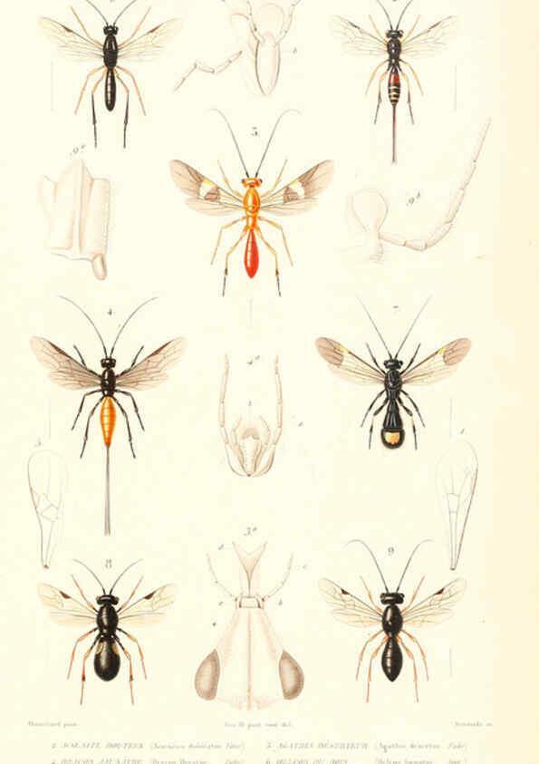Reproducción/Reproduction 6298535159: Le règne animal distribué d'après son organisation. v.6-7. pt.2. Atlas Paris :Fortin, Masson et cie,[1836-49] 