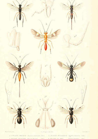 Reproducción/Reproduction 6298535159: Le règne animal distribué d'après son organisation. v.6-7. pt.2. Atlas Paris :Fortin, Masson et cie,[1836-49] 