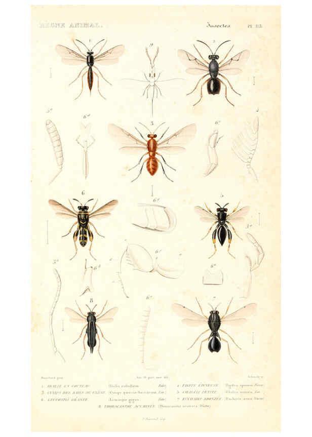 Reproducción/Reproduction 6299067720: Le règne animal distribué d'après son organisation. v.6-7. pt.2. Atlas Paris :Fortin, Masson et cie,[1836-49] 