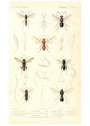 Reproducción/Reproduction 6299067720: Le règne animal distribué d'après son organisation. v.6-7. pt.2. Atlas Paris :Fortin, Masson et cie,[1836-49] 