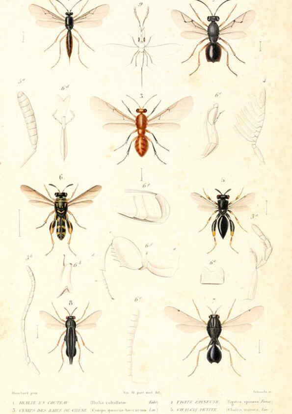 Reproducción/Reproduction 6299067720: Le règne animal distribué d'après son organisation. v.6-7. pt.2. Atlas Paris :Fortin, Masson et cie,[1836-49] 
