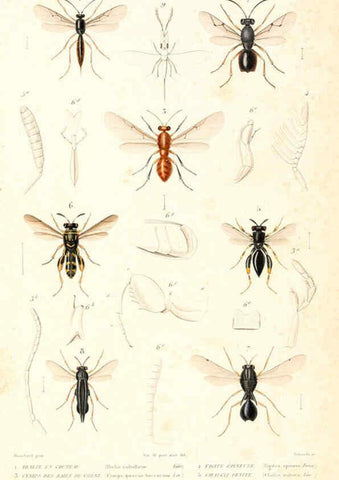 Reproducción/Reproduction 6299067720: Le règne animal distribué d'après son organisation. v.6-7. pt.2. Atlas Paris :Fortin, Masson et cie,[1836-49] 