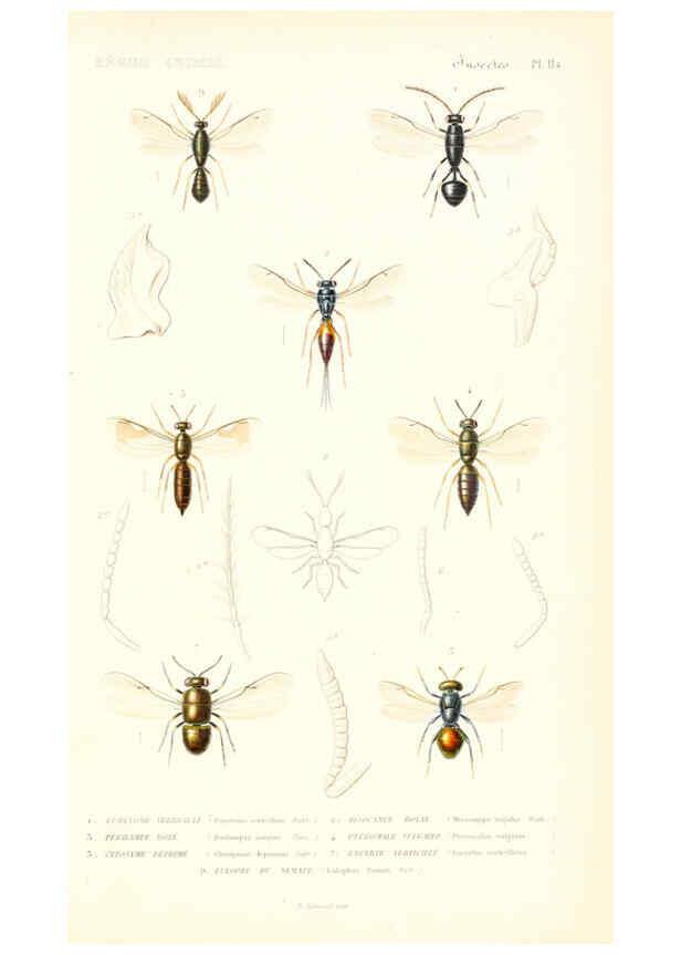Reproducción/Reproduction 6298536167: Le règne animal distribué d'après son organisation. v.6-7. pt.2. Atlas Paris :Fortin, Masson et cie,[1836-49] 