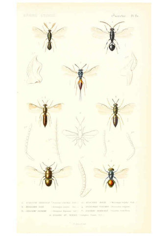 Reproducción/Reproduction 6298536167: Le règne animal distribué d'après son organisation. v.6-7. pt.2. Atlas Paris :Fortin, Masson et cie,[1836-49] 