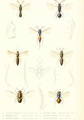 Reproducción/Reproduction 6298536167: Le règne animal distribué d'après son organisation. v.6-7. pt.2. Atlas Paris :Fortin, Masson et cie,[1836-49] 