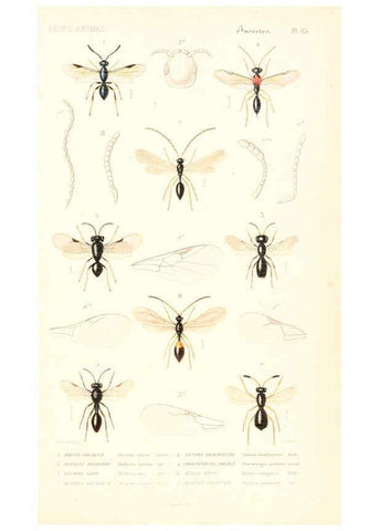 Reproducción/Reproduction 6298536435: Le règne animal distribué d'après son organisation. v.6-7. pt.2. Atlas Paris :Fortin, Masson et cie,[1836-49] 