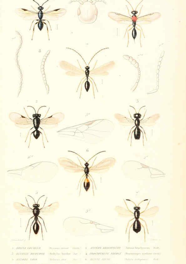 Reproducción/Reproduction 6298536435: Le règne animal distribué d'après son organisation. v.6-7. pt.2. Atlas Paris :Fortin, Masson et cie,[1836-49] 