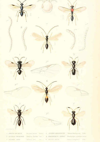 Reproducción/Reproduction 6298536435: Le règne animal distribué d'après son organisation. v.6-7. pt.2. Atlas Paris :Fortin, Masson et cie,[1836-49] 
