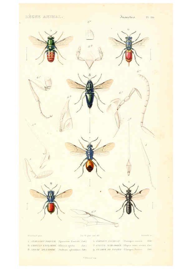 Reproducción/Reproduction 6298536681: Le règne animal distribué d'après son organisation. v.6-7. pt.2. Atlas Paris :Fortin, Masson et cie,[1836-49] 