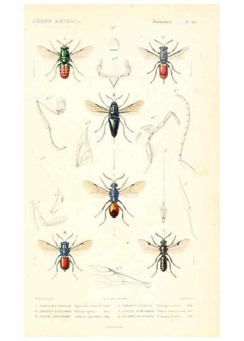 Reproducción/Reproduction 6298536681: Le règne animal distribué d'après son organisation. v.6-7. pt.2. Atlas Paris :Fortin, Masson et cie,[1836-49] 