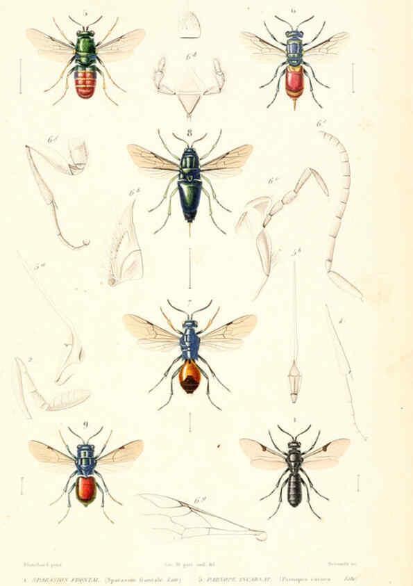 Reproducción/Reproduction 6298536681: Le règne animal distribué d'après son organisation. v.6-7. pt.2. Atlas Paris :Fortin, Masson et cie,[1836-49] 