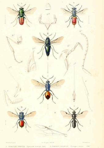 Reproducción/Reproduction 6298536681: Le règne animal distribué d'après son organisation. v.6-7. pt.2. Atlas Paris :Fortin, Masson et cie,[1836-49] 