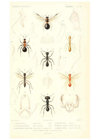 Reproducción/Reproduction 6298536903: Le règne animal distribué d'après son organisation. v.6-7. pt.2. Atlas Paris :Fortin, Masson et cie,[1836-49] 