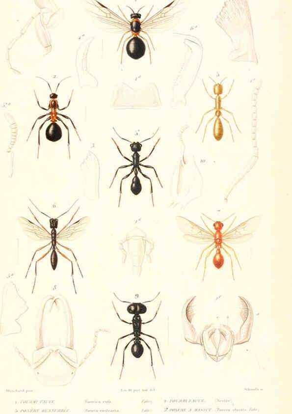 Reproducción/Reproduction 6298536903: Le règne animal distribué d'après son organisation. v.6-7. pt.2. Atlas Paris :Fortin, Masson et cie,[1836-49] 