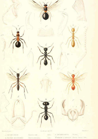 Reproducción/Reproduction 6298536903: Le règne animal distribué d'après son organisation. v.6-7. pt.2. Atlas Paris :Fortin, Masson et cie,[1836-49] 