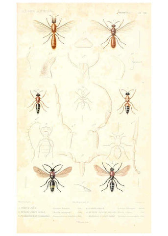 Reproducción/Reproduction 6299069420: Le règne animal distribué d'après son organisation. v.6-7. pt.2. Atlas Paris :Fortin, Masson et cie,[1836-49] 