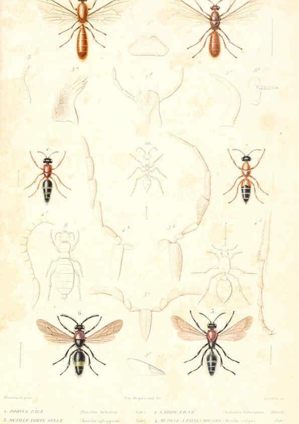 Reproducción/Reproduction 6299069420: Le règne animal distribué d'après son organisation. v.6-7. pt.2. Atlas Paris :Fortin, Masson et cie,[1836-49] 