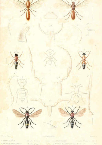 Reproducción/Reproduction 6299069420: Le règne animal distribué d'après son organisation. v.6-7. pt.2. Atlas Paris :Fortin, Masson et cie,[1836-49] 