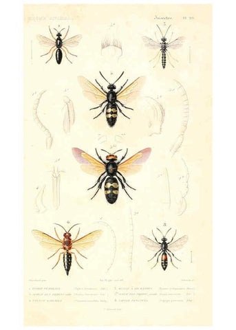 Reproducción/Reproduction 6299069618: Le règne animal distribué d'après son organisation. v.6-7. pt.2. Atlas Paris :Fortin, Masson et cie,[1836-49] 