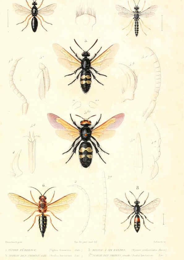 Reproducción/Reproduction 6299069618: Le règne animal distribué d'après son organisation. v.6-7. pt.2. Atlas Paris :Fortin, Masson et cie,[1836-49] 