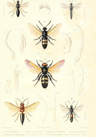 Reproducción/Reproduction 6299069618: Le règne animal distribué d'après son organisation. v.6-7. pt.2. Atlas Paris :Fortin, Masson et cie,[1836-49] 