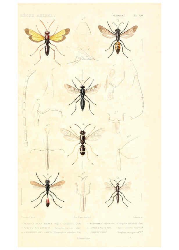 Reproducción/Reproduction 6299069968: Le règne animal distribué d'après son organisation. v.6-7. pt.2. Atlas Paris :Fortin, Masson et cie,[1836-49] 