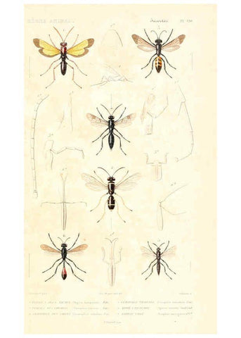 Reproducción/Reproduction 6299069968: Le règne animal distribué d'après son organisation. v.6-7. pt.2. Atlas Paris :Fortin, Masson et cie,[1836-49] 