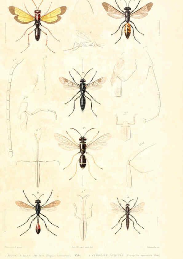 Reproducción/Reproduction 6299069968: Le règne animal distribué d'après son organisation. v.6-7. pt.2. Atlas Paris :Fortin, Masson et cie,[1836-49] 