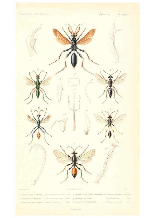 Reproducción/Reproduction 6299070322: Le règne animal distribué d'après son organisation. v.6-7. pt.2. Atlas Paris :Fortin, Masson et cie,[1836-49] 