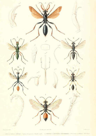 Reproducción/Reproduction 6299070322: Le règne animal distribué d'après son organisation. v.6-7. pt.2. Atlas Paris :Fortin, Masson et cie,[1836-49] 