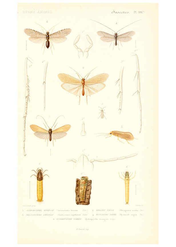 Reproducción/Reproduction 6298533363: Le règne animal distribué d'après son organisation. v.6-7. pt.2. Atlas Paris :Fortin, Masson et cie,[1836-49] 