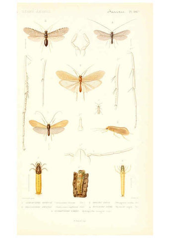 Reproducción/Reproduction 6298533363: Le règne animal distribué d'après son organisation. v.6-7. pt.2. Atlas Paris :Fortin, Masson et cie,[1836-49] 