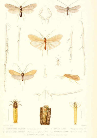 Reproducción/Reproduction 6298533363: Le règne animal distribué d'après son organisation. v.6-7. pt.2. Atlas Paris :Fortin, Masson et cie,[1836-49] 