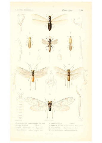 Reproducción/Reproduction 6298533131: Le règne animal distribué d'après son organisation. v.6-7. pt.2. Atlas Paris :Fortin, Masson et cie,[1836-49] 