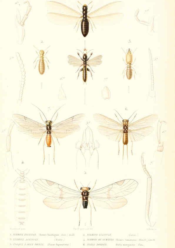 Reproducción/Reproduction 6298533131: Le règne animal distribué d'après son organisation. v.6-7. pt.2. Atlas Paris :Fortin, Masson et cie,[1836-49] 