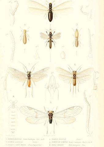 Reproducción/Reproduction 6298533131: Le règne animal distribué d'après son organisation. v.6-7. pt.2. Atlas Paris :Fortin, Masson et cie,[1836-49] 
