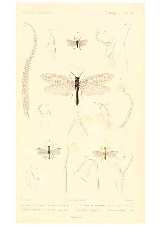 Reproducción/Reproduction 6298532891: Le règne animal distribué d'après son organisation. v.6-7. pt.2. Atlas Paris :Fortin, Masson et cie,[1836-49] 