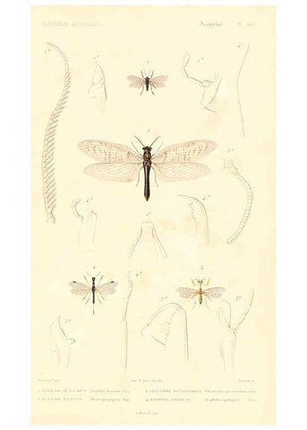 Reproducción/Reproduction 6298532891: Le règne animal distribué d'après son organisation. v.6-7. pt.2. Atlas Paris :Fortin, Masson et cie,[1836-49] 