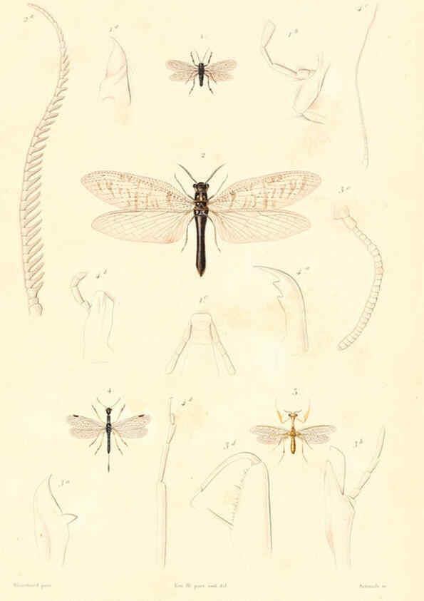 Reproducción/Reproduction 6298532891: Le règne animal distribué d'après son organisation. v.6-7. pt.2. Atlas Paris :Fortin, Masson et cie,[1836-49] 